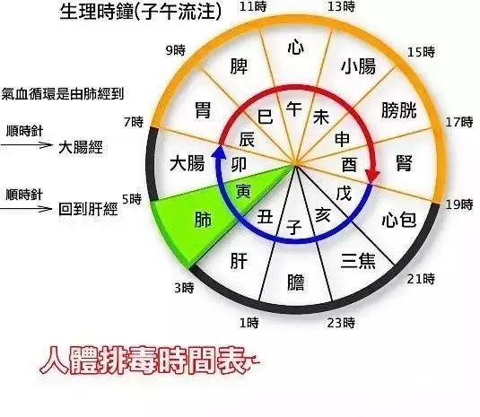 美容师必知的肝胆排毒原理与话术！