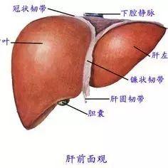 美容师必知的肝胆排毒原理与话术！