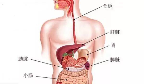 美容师必知的肝胆排毒原理与话术！