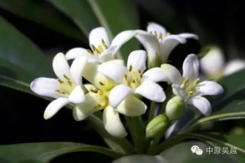 家里放这些花，让全家更长寿！