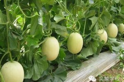 炎炎夏日送清凉 吴越关怀入心甜